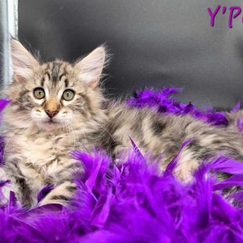 chaton Norvégien brown blotched tabby Y'Posh 💜 Chatterie de Ci'Varone