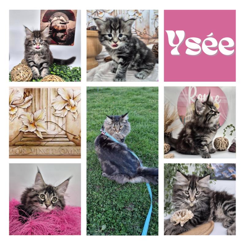 Ysée 💗 De Ci'Varone Femelle Norvégien