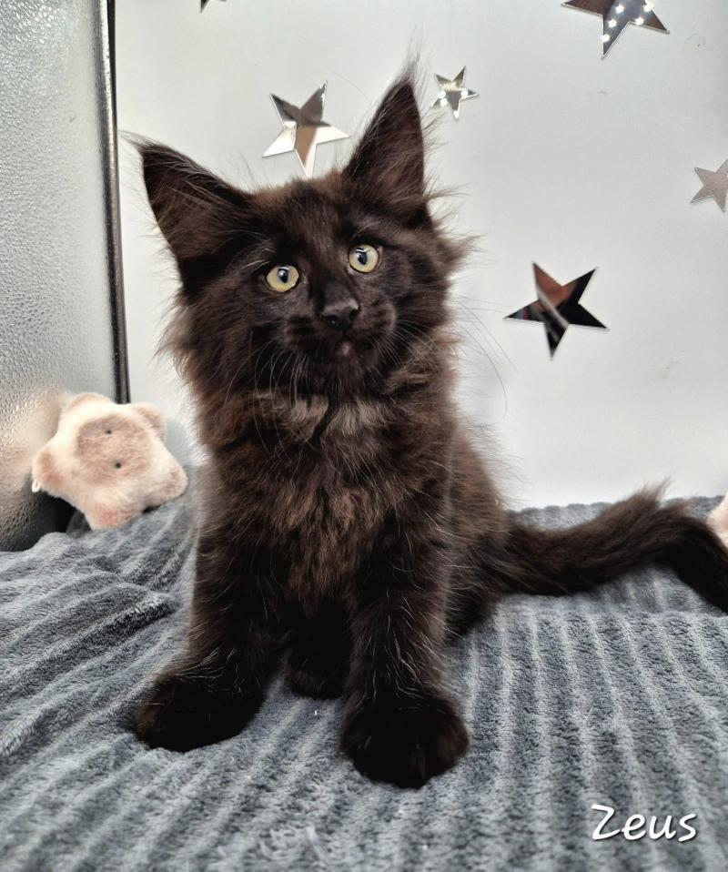 Zeus 🤍 De Ci'Varone Mâle Norvégien