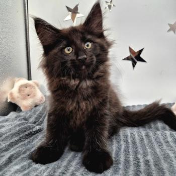 chaton Norvégien black Zeus 🤍 Chatterie de Ci'Varone