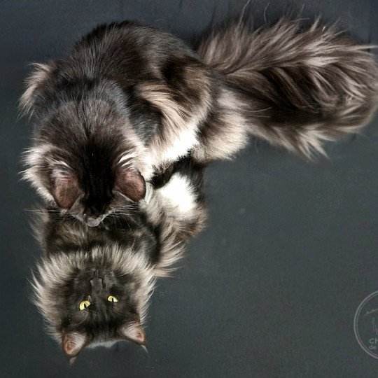 chats-foret-norvegienne