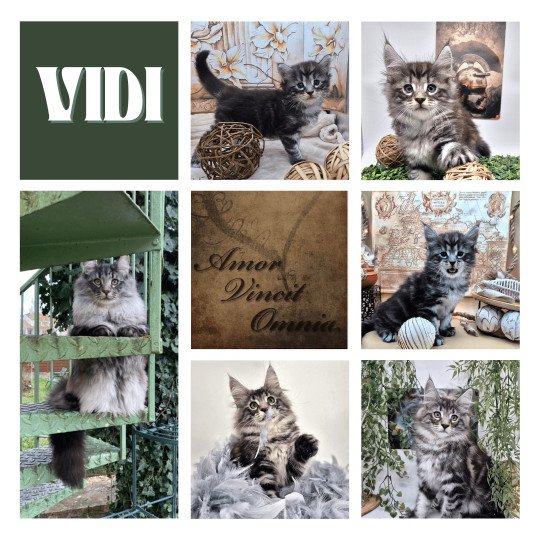 #AVO Vidi