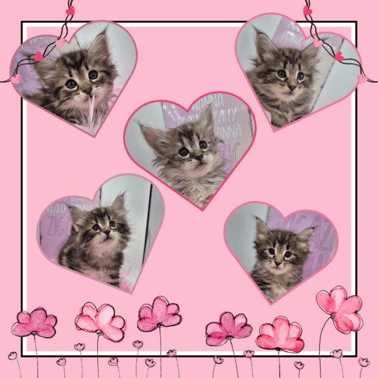 #SpiceCats(1)