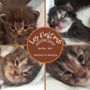 Portée Miss Brown ❤ Myles 🖤 2017