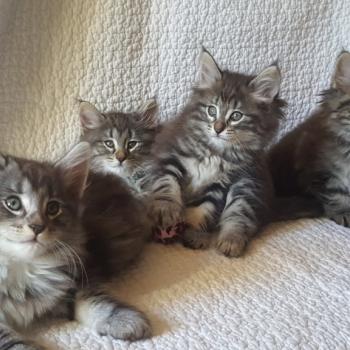 Chaton Norvégien  Chatterie de Ci'Varone