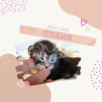 Portée Mystic ❤ Kiron 2023