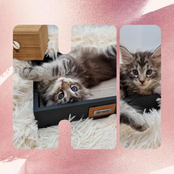 Chaton Norvégien Mystic ❤ Kiron 2023 Chatterie de Ci'Varone
