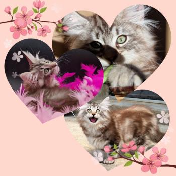 Chaton Norvégien Mystic ❤ Kiron 2023 Chatterie de Ci'Varone