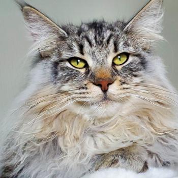 Chaton Norvégien Mystic ❤ Kiron 2023 Chatterie de Ci'Varone