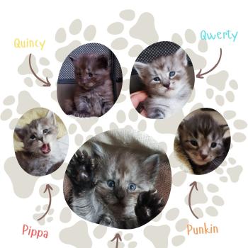 Portée Mystic❤️ ❤ Myles 🖤