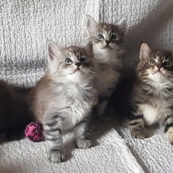 Chaton Norvégien  Chatterie de Ci'Varone
