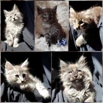 Chaton Norvégien  Chatterie de Ci'Varone