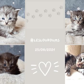 Portée Mystic❤️ ❤ Myles 2021