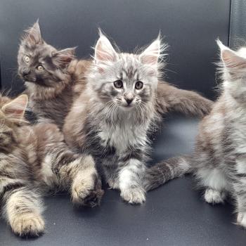 Chaton Norvégien Mystic❤️ ❤ Myles 2021 Chatterie de Ci'Varone