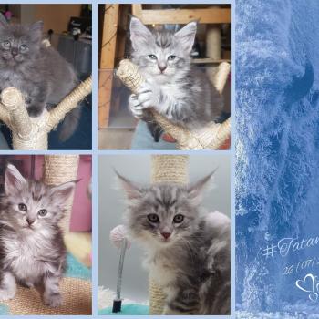 Portée Mystic❤️ ❤ Oryx 2022