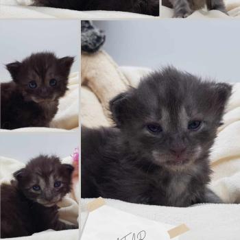 Portée Pandora ❤ Oryx  2022