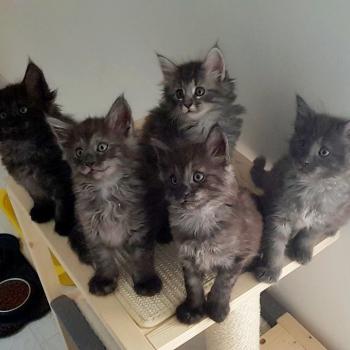 Chaton Norvégien Pandora ❤ Oryx  2022 Chatterie de Ci'Varone