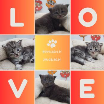 Portée Pandora ❤ Oryx