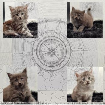 Chaton Norvégien  Chatterie de Ci'Varone