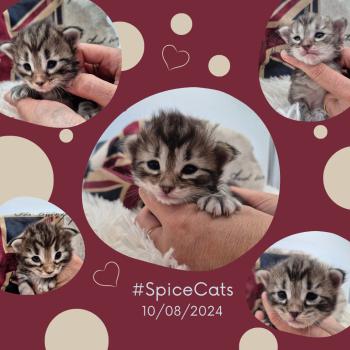 #SpiceCats