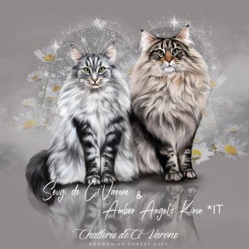 Chaton Norvégien  Chatterie de Ci'Varone