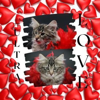 Chaton Norvégien Sevgi ❤ Kiron 2023 Chatterie de Ci'Varone