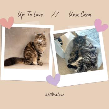 Chaton Norvégien Sevgi ❤ Kiron 2023 Chatterie de Ci'Varone