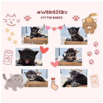 Capture d’écran 2026-04-10 190512