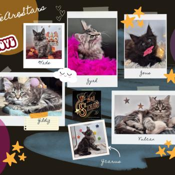 Chaton Norvégien Shyrka ❤ Kiron 2024 Chatterie de Ci'Varone