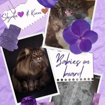 Chaton Norvégien Shyrka ❤ Kiron 2026 Chatterie de Ci'Varone