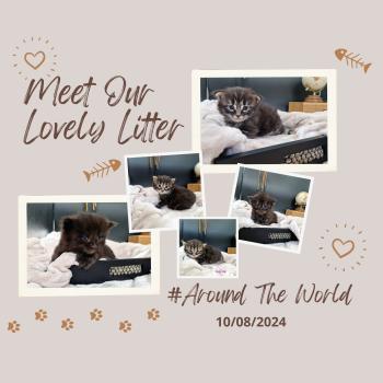 Portée Shyrka ❤ Kiron 2023