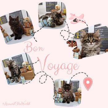 Chaton Norvégien Shyrka ❤ Kiron 2023 Chatterie de Ci'Varone