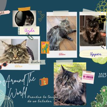 Chaton Norvégien Shyrka ❤ Kiron 2023 Chatterie de Ci'Varone