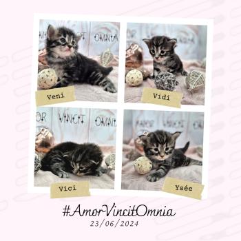 Portée Tsahìk ❤ Kiron 2024